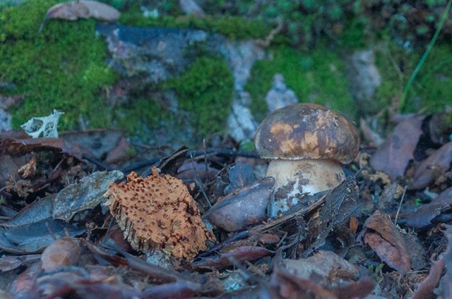 MAL Boletus aereus